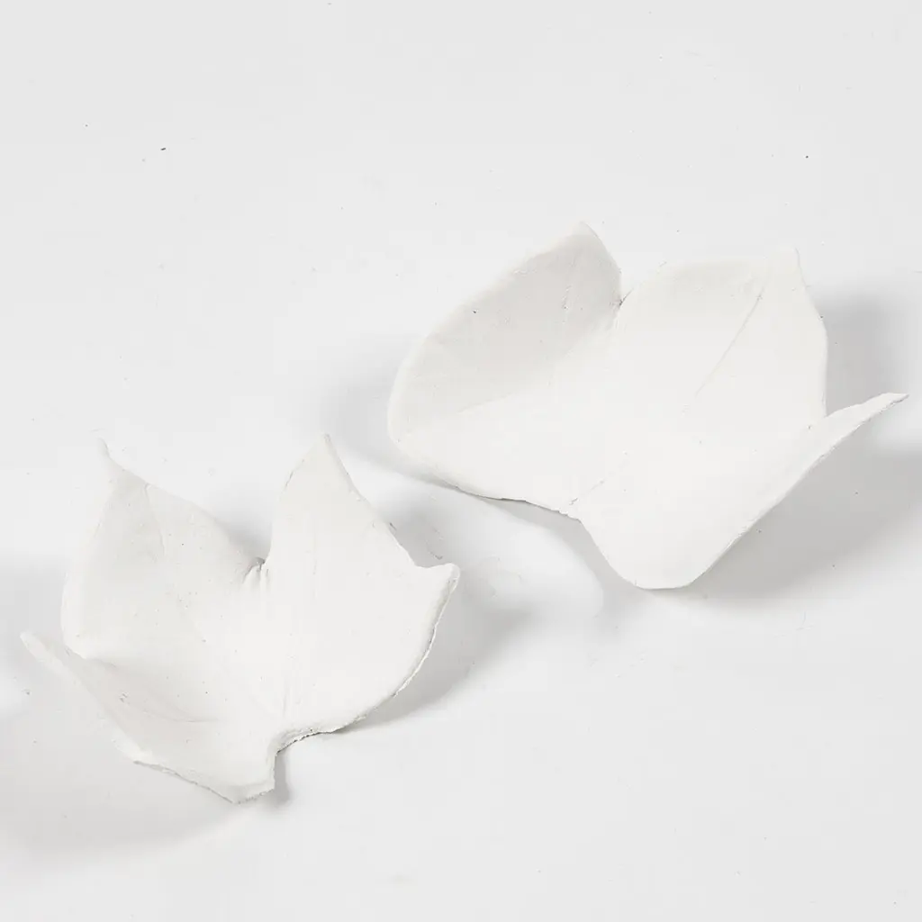 Twee opgedroogde, schaalvormige kleiblaadjes met bladnerven op een witte achtergrond.