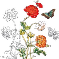 Fridolin Coloring Art Kit 4 Kleurplaten met Lijst 15x15 cm Maria Sibylla Merian-2
