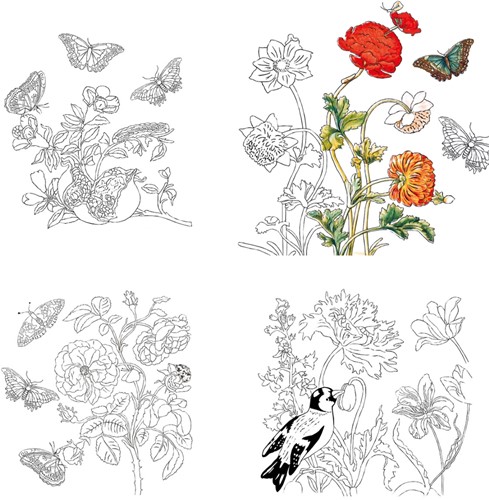 Fridolin Coloring Art Kit 4 Kleurplaten met Lijst 15x15 cm Maria Sibylla Merian-3