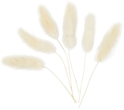 CC Hazenstaart Gras 3-7 cm 6 stuks