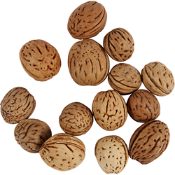 CC Noten 15-25 mm 25 gr