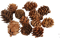 CC Denneappels 20-30 mm 12 stuks-3