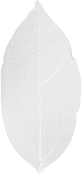 Skelet Bladeren 6 cm Wit 20 stuks