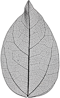 Skelet Bladeren 6 cm Zwart 20 stuks