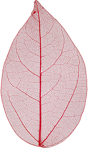 Skelet Bladeren 6 cm Rood 20 stuks