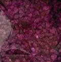 Lavendel